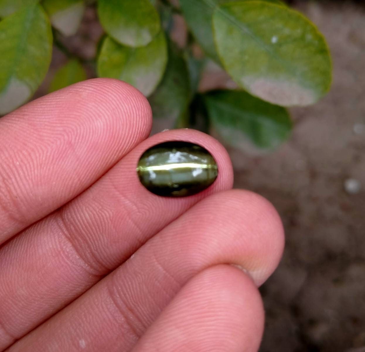 ARSAA GEMS AND MINERALSNatural top quality beautiful Chrysoberyl catseye cabochons - Premium  from ARSAA GEMS AND MINERALS - Just $45.00! Shop now at ARSAA GEMS AND MINERALS