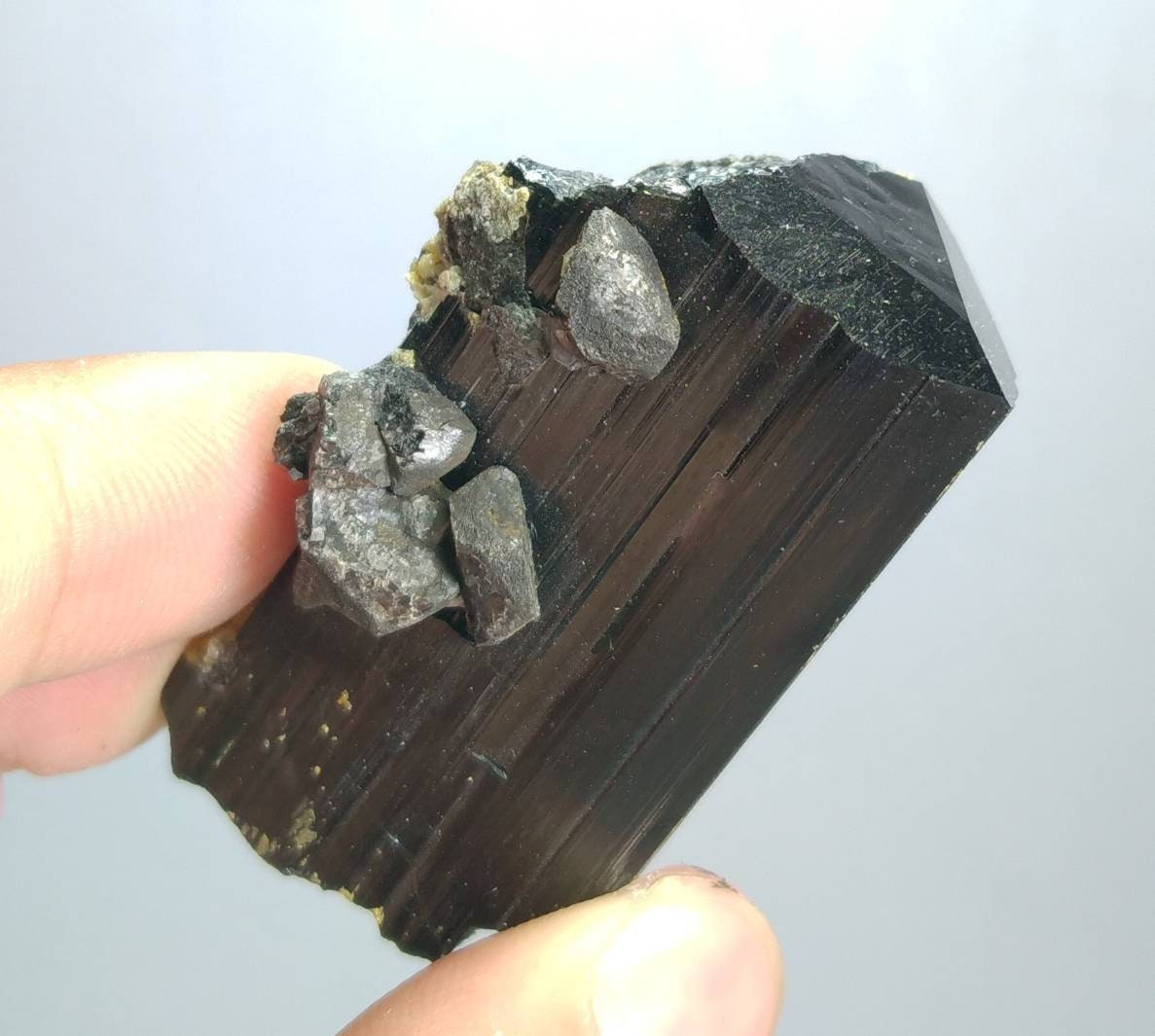 ARSAA GEMS AND MINERALSNatural top quality 74 grams Rare numerous magnetite crystals nesting on lusterous schorl / black tourmaline crystal - Premium  from ARSAA GEMS AND MINERALS - Just $95.00! Shop now at ARSAA GEMS AND MINERALS