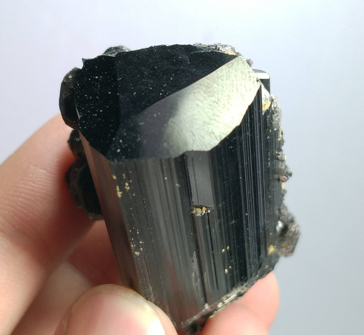 ARSAA GEMS AND MINERALSNatural top quality 74 grams Rare numerous magnetite crystals nesting on lusterous schorl / black tourmaline crystal - Premium  from ARSAA GEMS AND MINERALS - Just $95.00! Shop now at ARSAA GEMS AND MINERALS