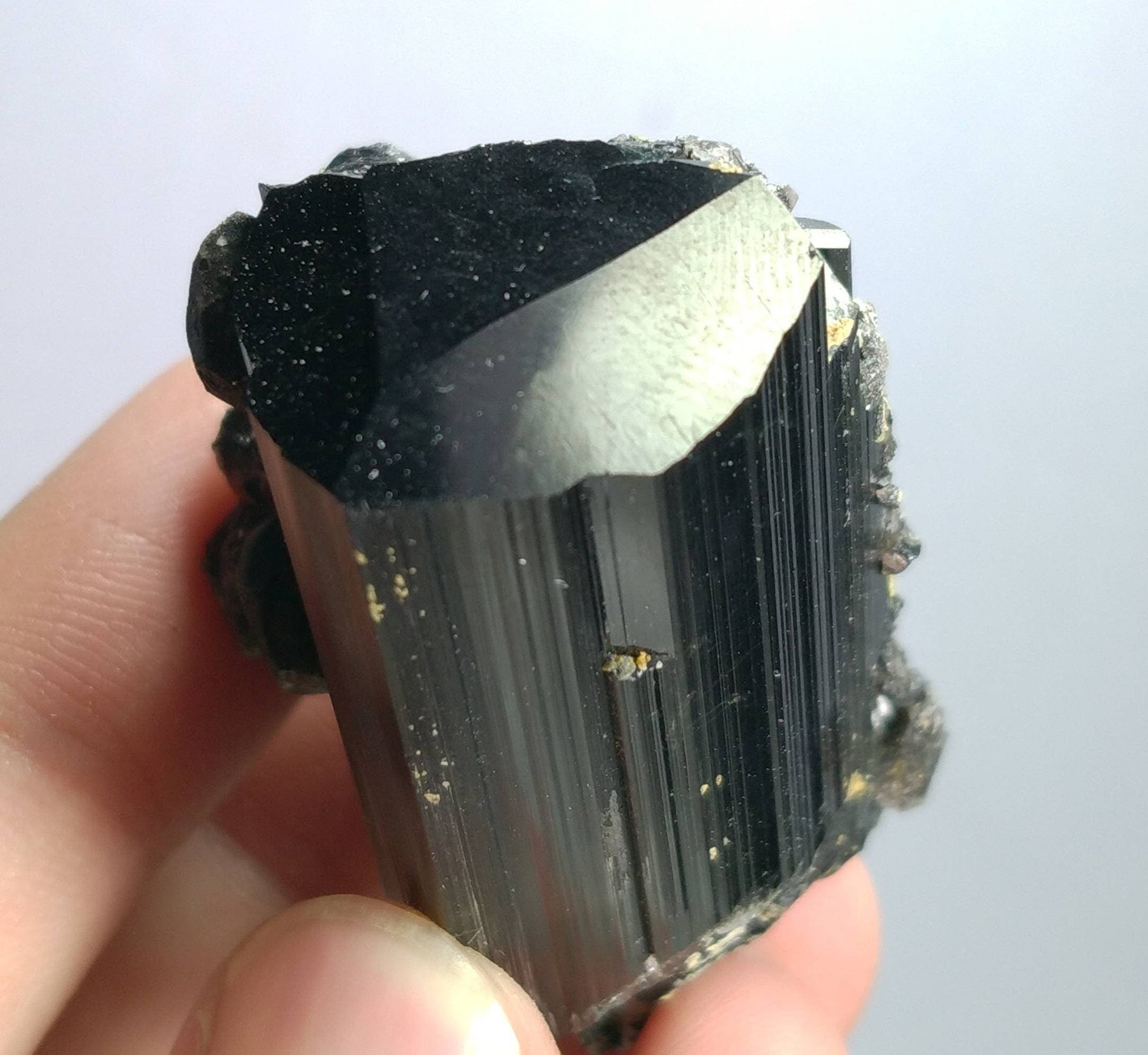 ARSAA GEMS AND MINERALSNatural top quality 74 grams Rare numerous magnetite crystals nesting on lusterous schorl / black tourmaline crystal - Premium  from ARSAA GEMS AND MINERALS - Just $95.00! Shop now at ARSAA GEMS AND MINERALS