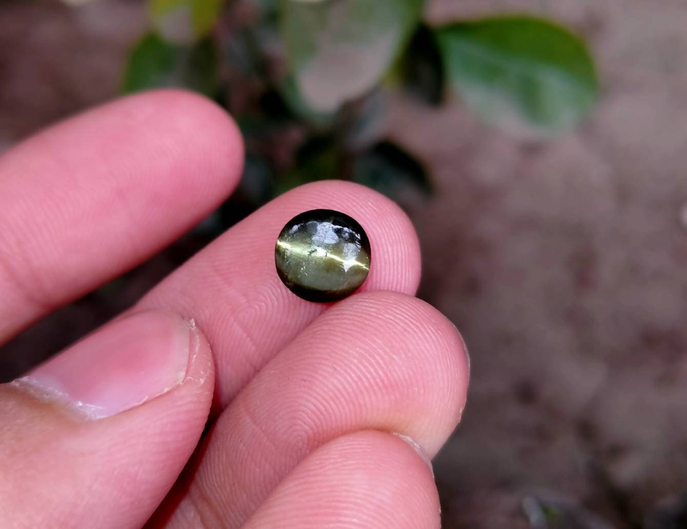 ARSAA GEMS AND MINERALSNatural top quality beautiful Chrysoberyl catseye cabochons - Premium  from ARSAA GEMS AND MINERALS - Just $45.00! Shop now at ARSAA GEMS AND MINERALS